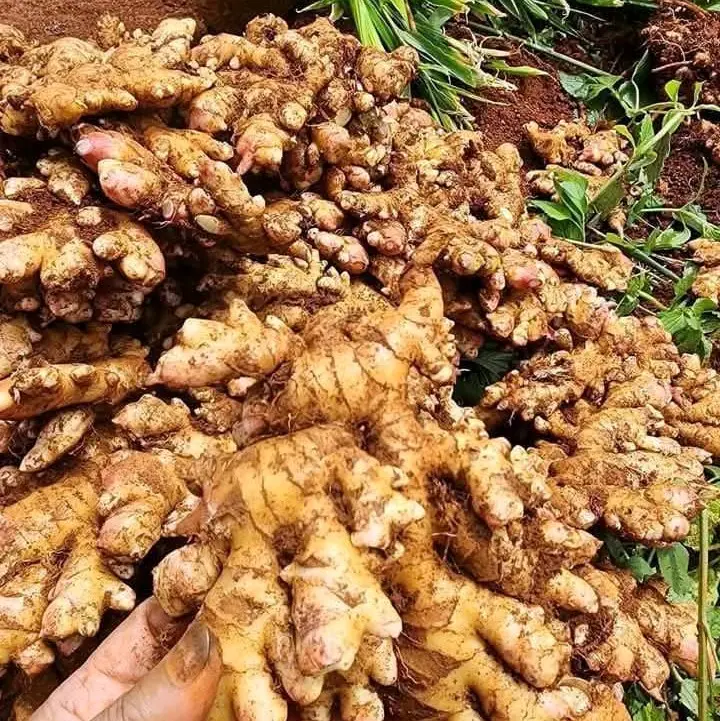 Gừng ta Tây Bắc Điện Biên . gia vị xào nấu