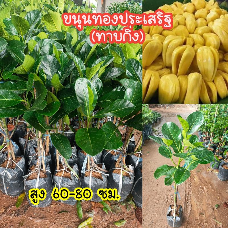 Product Introduction of ต้นขนุนทองประเสริฐ (ทาบกิ่ง) สูง 60-80 ซม. 1