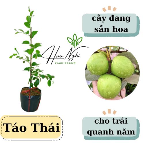 Cây giống Táo Thái da xanh thê hệ mới, cao 30 - 50cm, loại chậu to (SẴN HOA), trồng chậu, ban công, sân thượng.