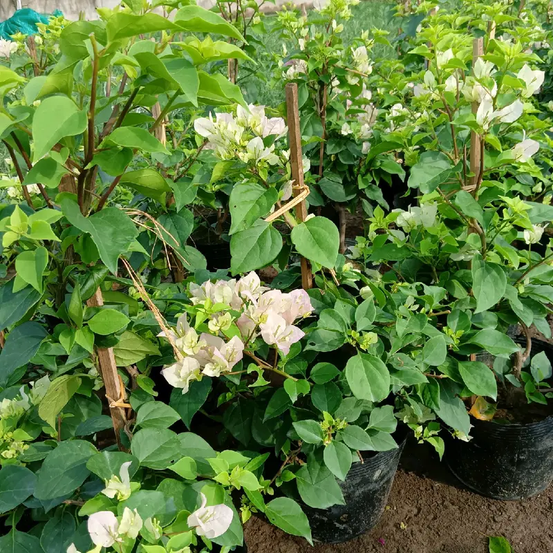 Cây hoa giấy Sakura phớt hồng nguyên bản 1