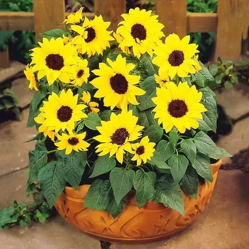 Dwarf Sunflower Seeds Edible Ornamental Indoor Balcony200 Tablets [Low-Pole Sunflower Seeds] Edible Ornamental Indoor Balcony Courtyard Potted Sunflower Seeds For Sun