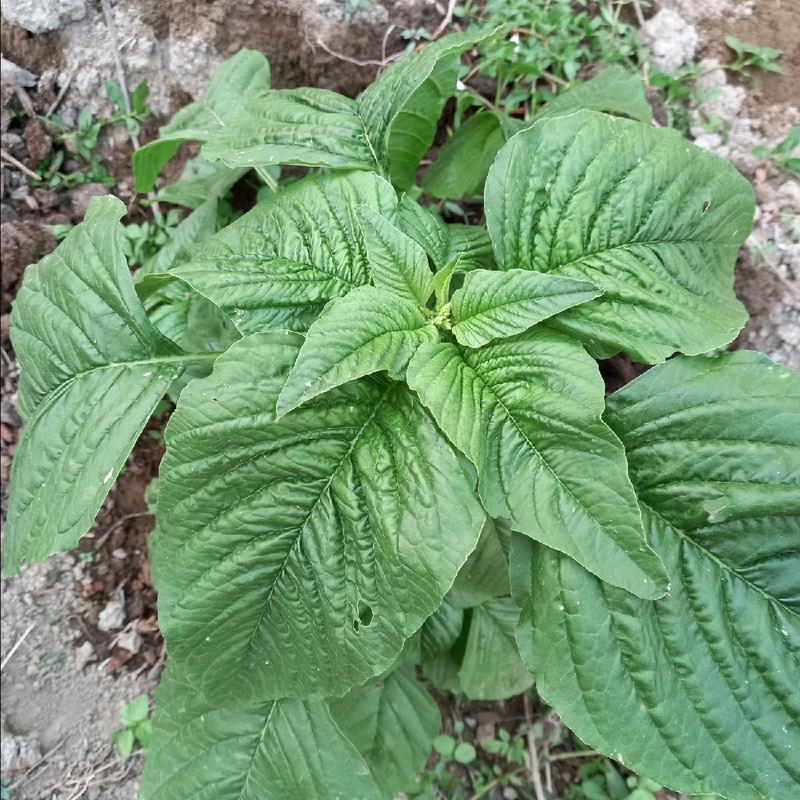 500 Butir Benih Bayam Petik Daun 1