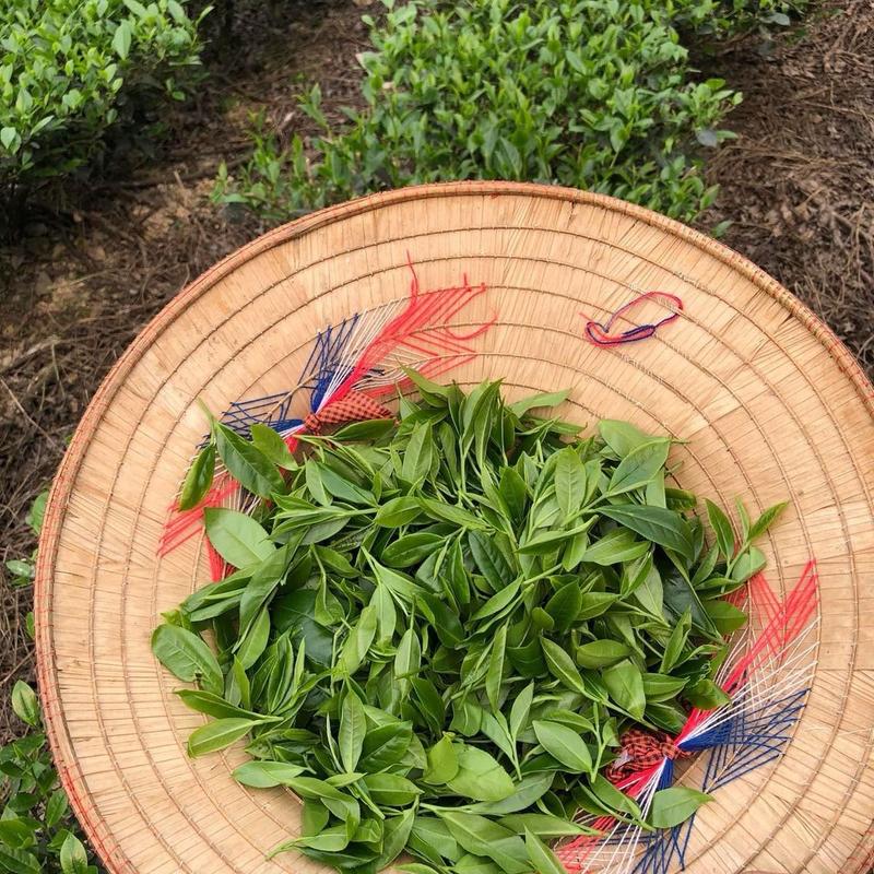 Trà long vân đặc sản giá 500 k/1 kg trà 3
