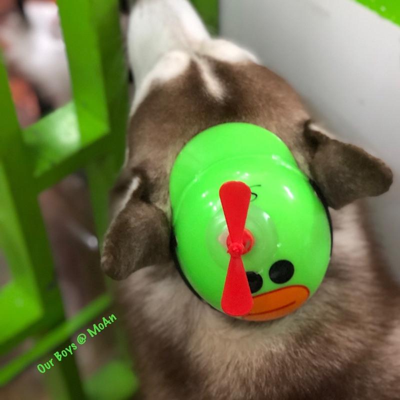 Nón bảo hiểm cute cho Cún Mèo 1