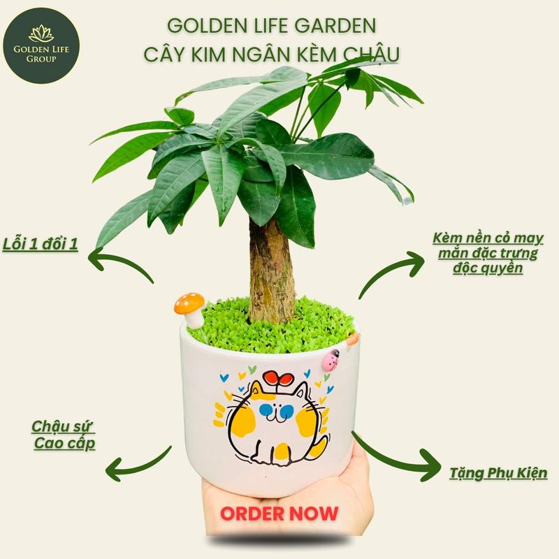 Cây Kim Ngân chậu cây trang trí để bàn - giao chậu ngẫu nhiên Decor Phòng Trang Trí Nhà Golden Life cây cảnh