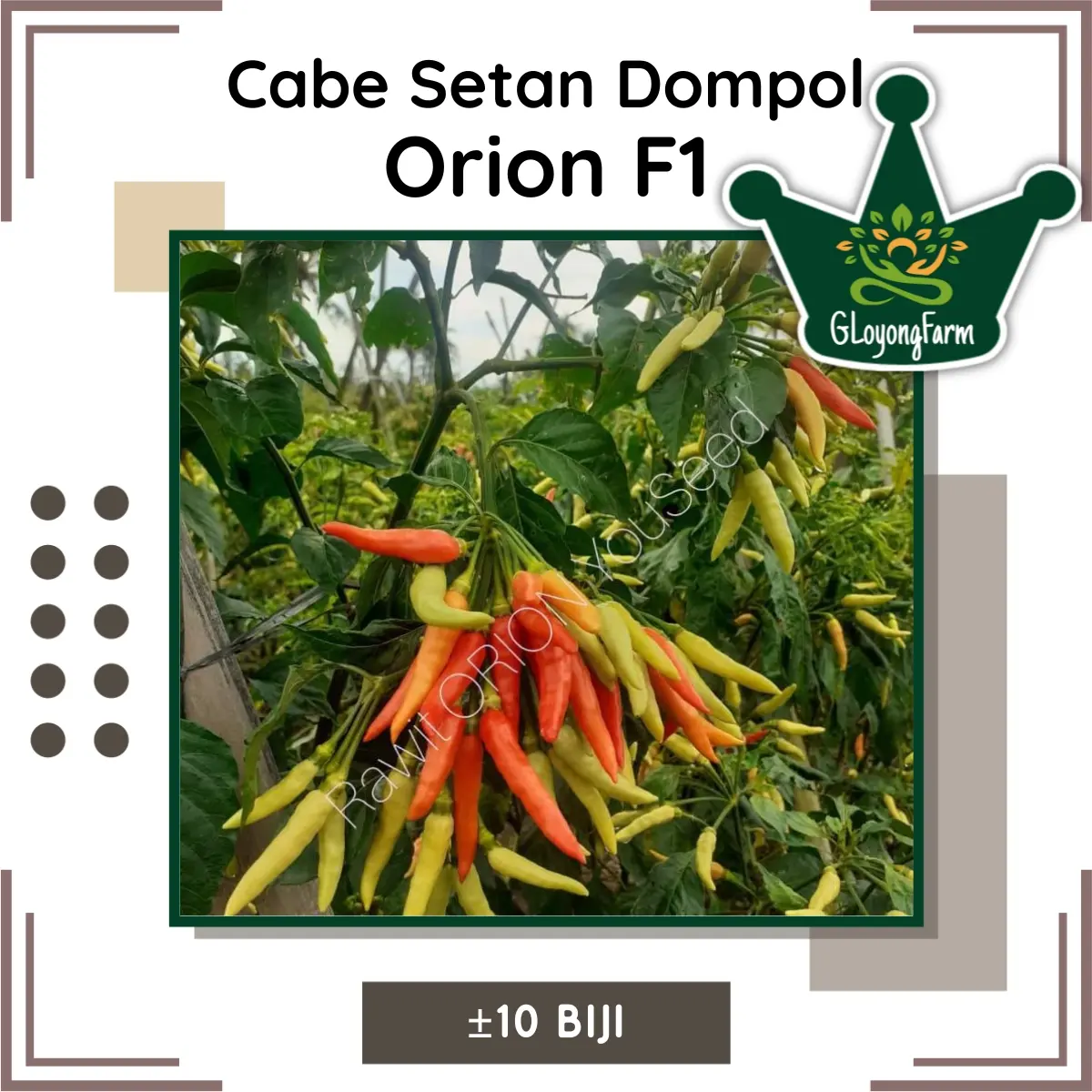 Benih Cabe Rawit Dompol Setan Orion F1 Tahan Virus Tanaman Rumahan
