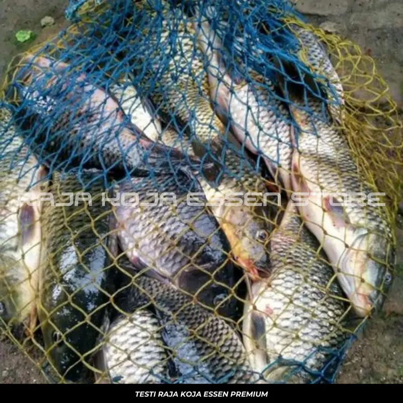 Essen Oplosan Usar Katilayu Melon Kaweni Paling Ampuh Paling Gacor Untuk Ikan Mas Isi 30ml Alat Mancing 1