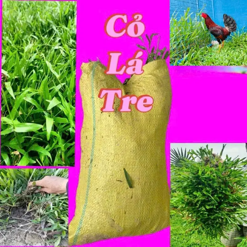cỏ lá tre COMBO bao  2 mét vuông , dùng trang trí sân vườn , cho gia cầm ăn 0