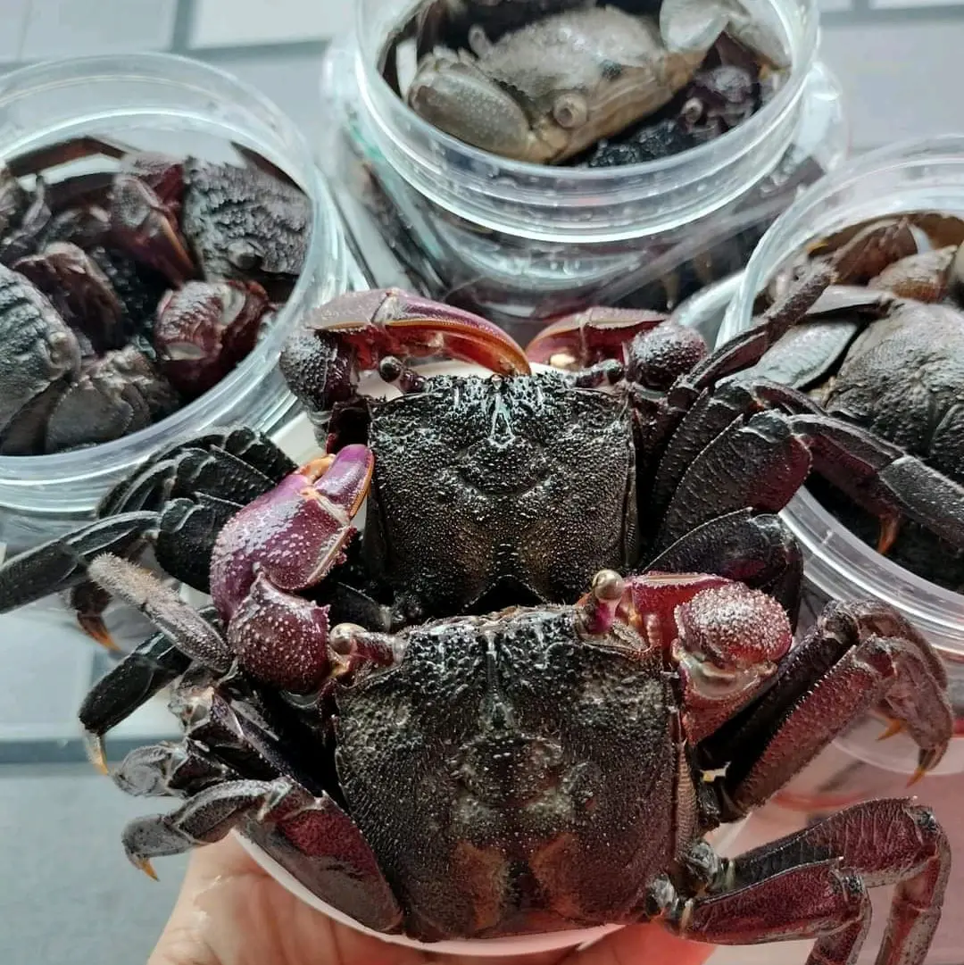 ba khía muối nguyên con Tự nhiên