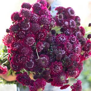 Escabiosa Caballero Negro 100 granos Flor de Almohadilla Única Rojo Vibrante Arreglos Florales Exclusivos Decoración Exterior