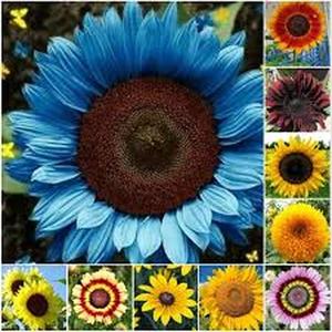 SemillasdeGirasolMezcladas100GranosFloresColoridasVibrantesAltaGerminaciónFácilCultivoResistentealCalorIdealparaJardineríaFamiliar
