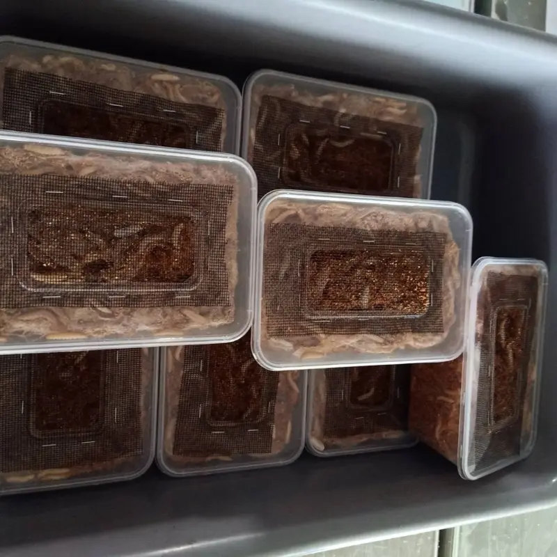 ขนมทานเล่น  หnอน สำหรับชูการ์ กระรอก กล่องใหญ่