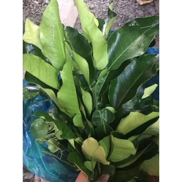 CÀNH LÁ BƯỞI CÓ GAI TƯƠI/ KHÔ DÙNG ĐỂ XÔNG TẮM XẢ XUI - Tẩy UẾ 6