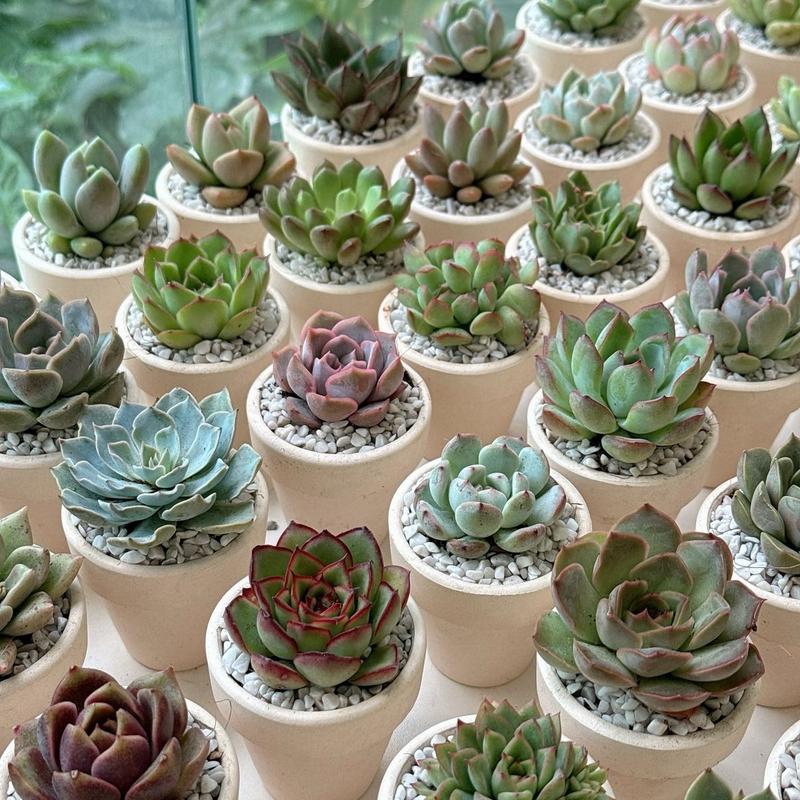 Sen đá mini trồng sẵn trong chậu đất nung kích thước 5x5cm (1 chậu và cây)