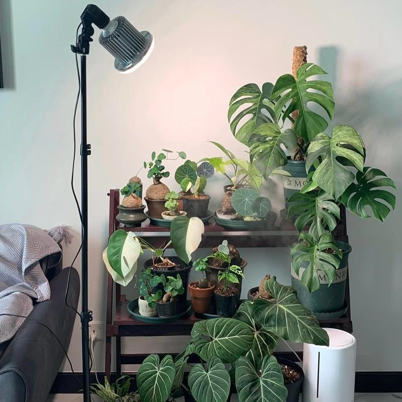 Bóng Đèn Trồng Cây LGL 50W, Đèn Quang Hợp Cho Cây Phát Triển
