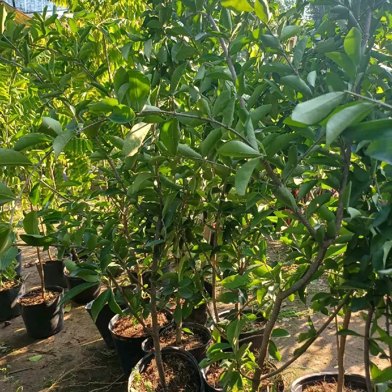CÂY SƠ RY (CÂY GIỐNG SƠ RY NGỌT ) 8