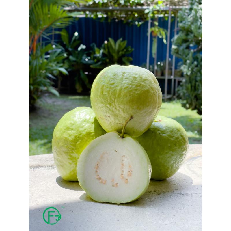 Locally Grown Organic Guava Lohan 1kg± (2pcs) - TikTok Shop Malaysia