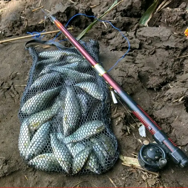 ESSEN SPESIALIS IKAN NILEM Patin 1