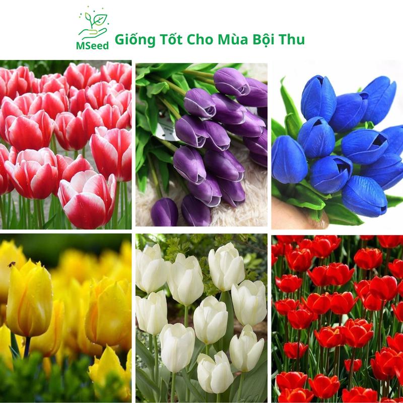   10 Củ Tulip Đủ Màu   Củ Hoa TuLip Chơi Tết Củ To Nhập Khẩu Hà Lan - MSeed 