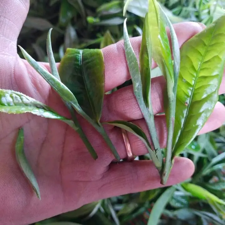 Trà Shan Tuyết cổ thụ Tây Côn Lĩnh Hà Giang 1 tôm 2 lá túi 500gr Nước Trà Tea box Chè 3