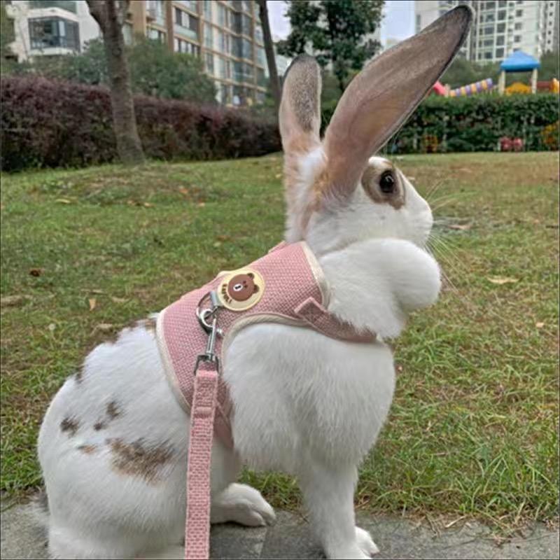 Cute Rabbit Harness and Leash Set Bunny Pet Accessories Vest - TikTok ...