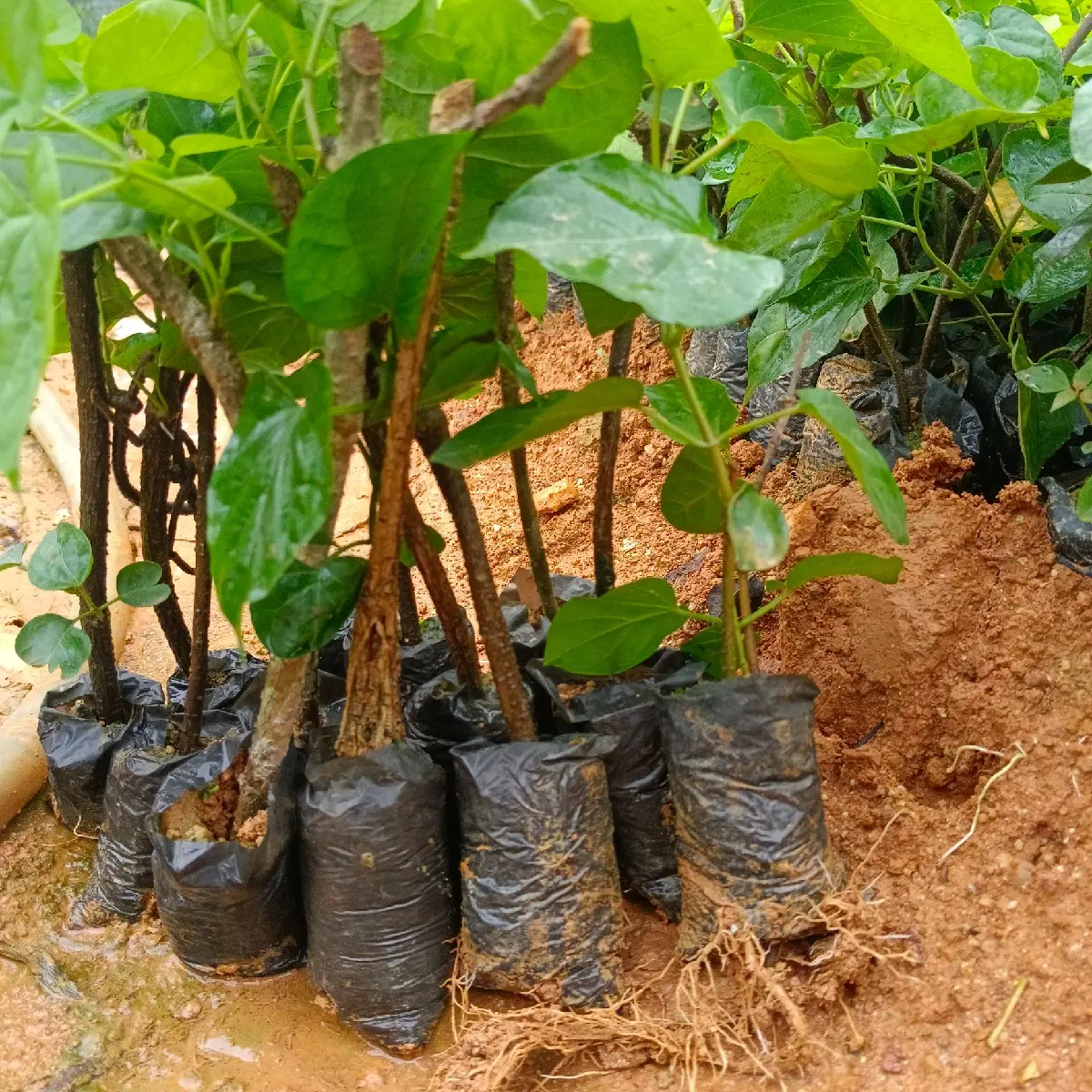 com bo 5 cây giống thiên lý siêu hoa cao sản