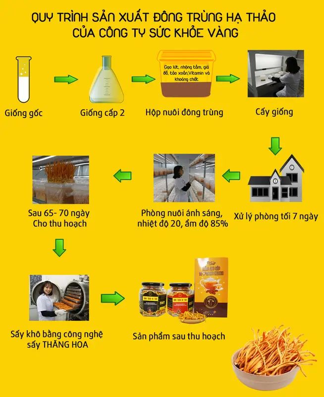 Đông trùng hạ thảo sấy thăng hoa lọ 40g sợi rối(ít gãy), chủng giống Nhật Bản, dược chất cao. 4