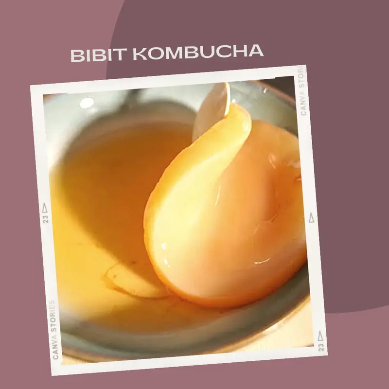 bibit membuat kombucha 1 liter 1