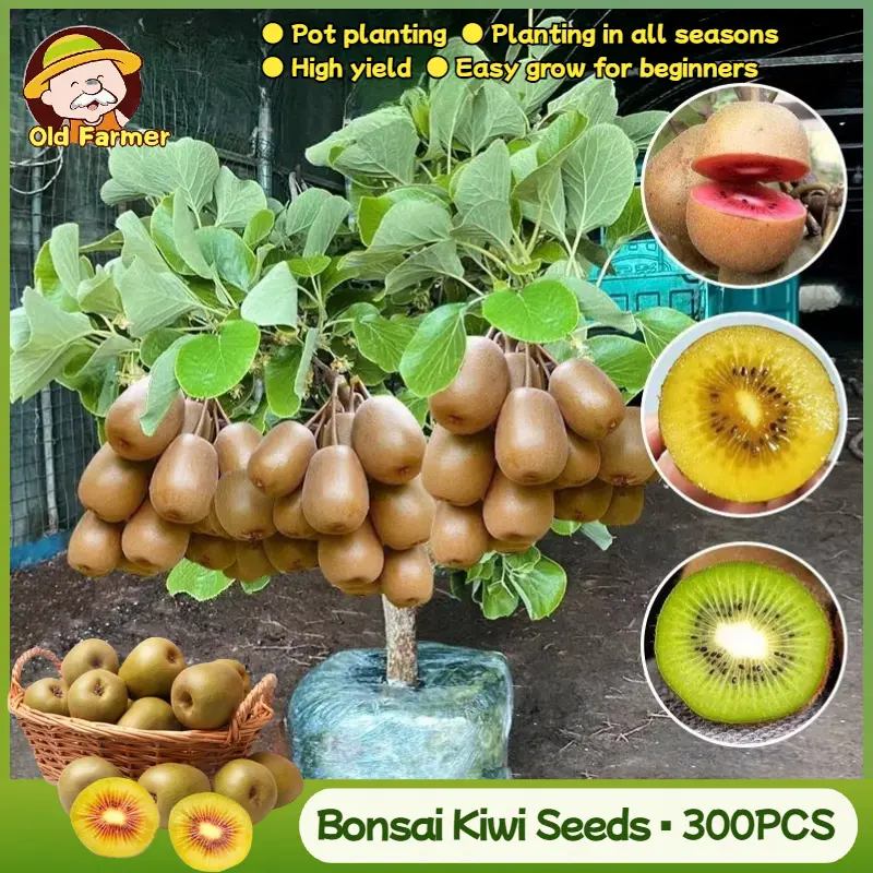 100% Original Mixed Bonsai Kiwi Seeds for Planting Fruit Plants (Fresh  Seeds - 300pcs) Legit Rare Kiwi