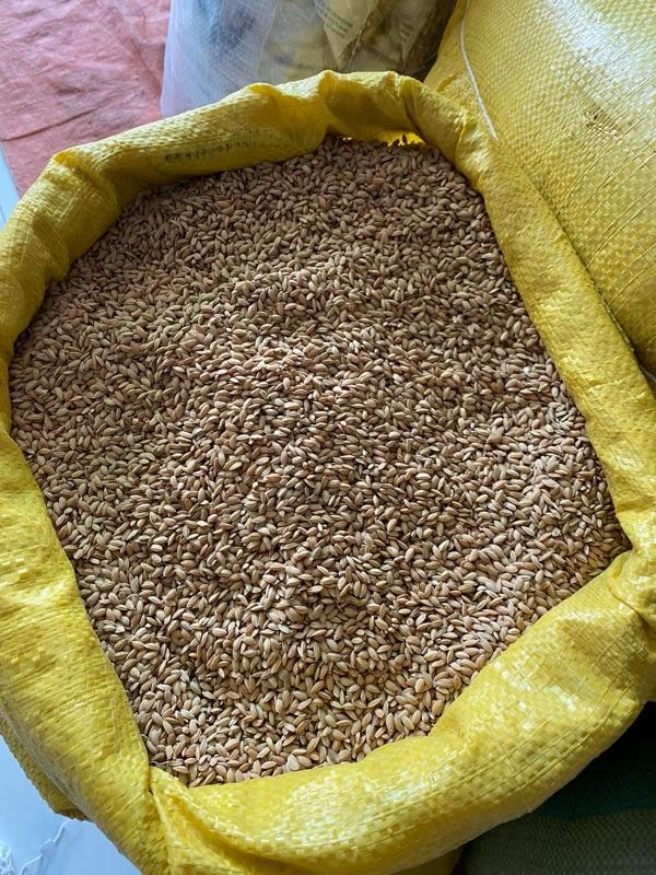 Product Introduction of [5kg] Lúa Tròn Nhật Gà, Không Râu, Khô, Đẹp cho Gà Chế Độ, Chim Cu Gáy Các Loại 4