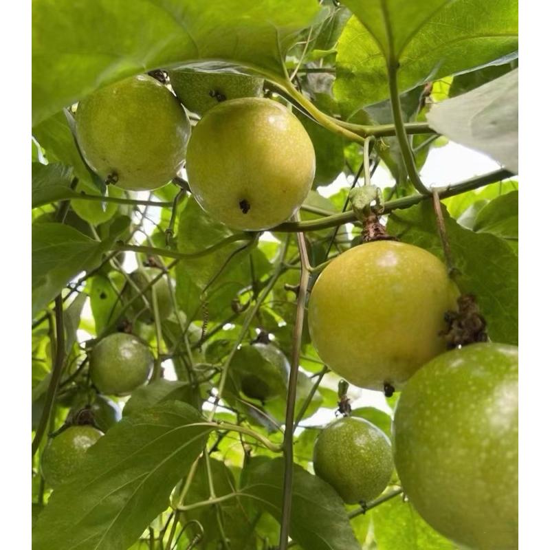 Buy 3kg@RM60 or RM20/kg Panama Golden Passion Fruit Fresh Fruit Buah Markisa Segar 3