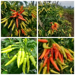 Benih CABE RAWIT ORION F1 isi 50 biji