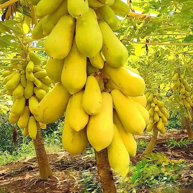 Hạt Giống Đu đủ trái vàng siêu quả gói 100 hạt