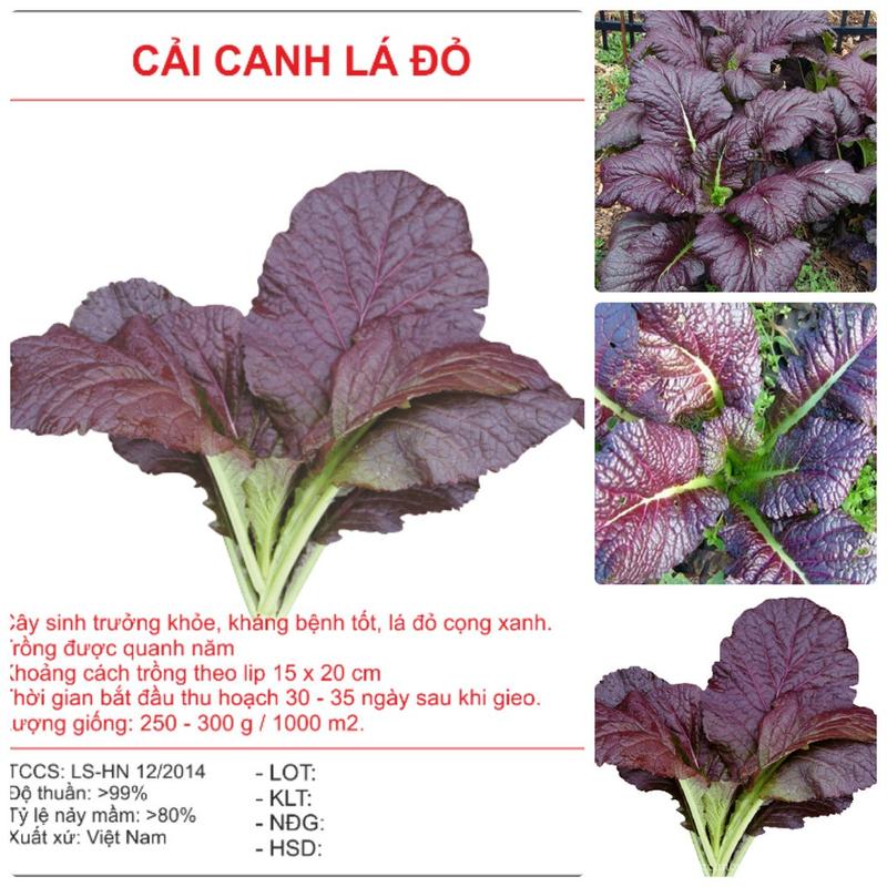  Hạt giống rau cải canh lá đỏ 300 hạt 