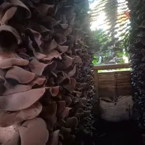 jamur kupingfresh/basah 500gram kualitas