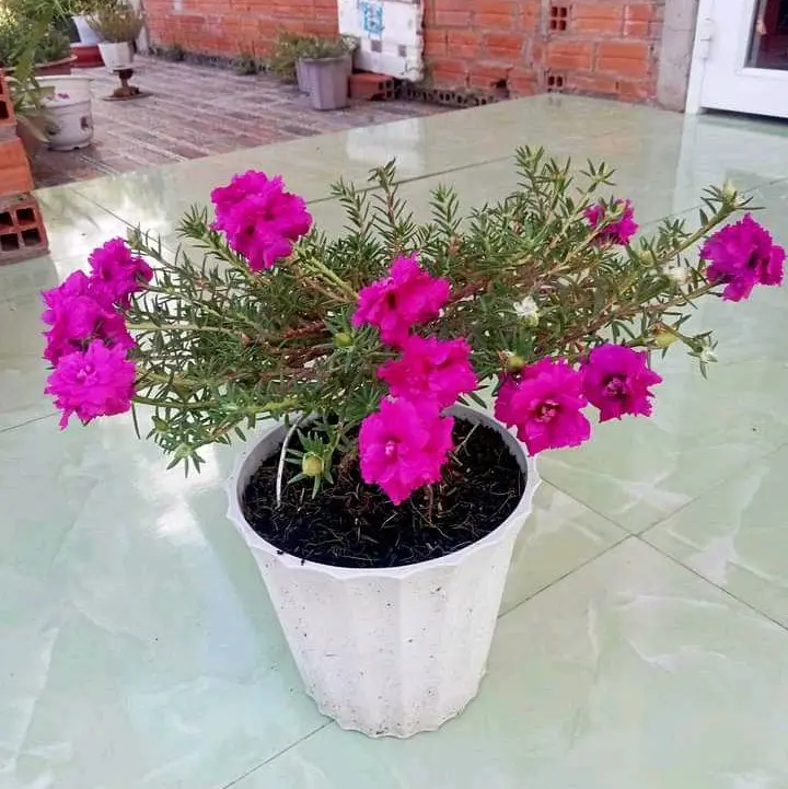 gốc hoa mười giờ Trung Quốc bonsai 1