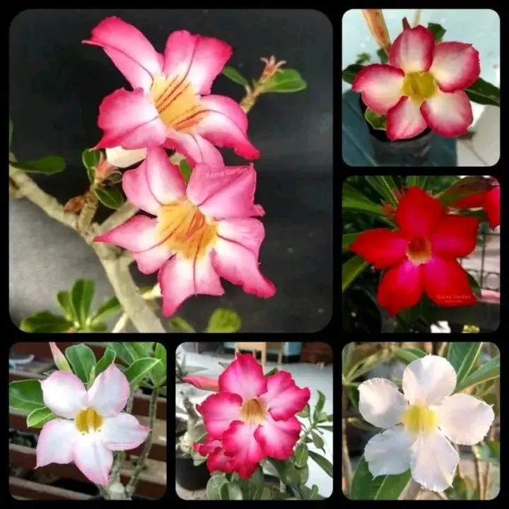3 BUTIR BENIH BUNGA ADENIUM / KAMBOJA JEPANG SINGLE LAYER (WARNA RANDOM)