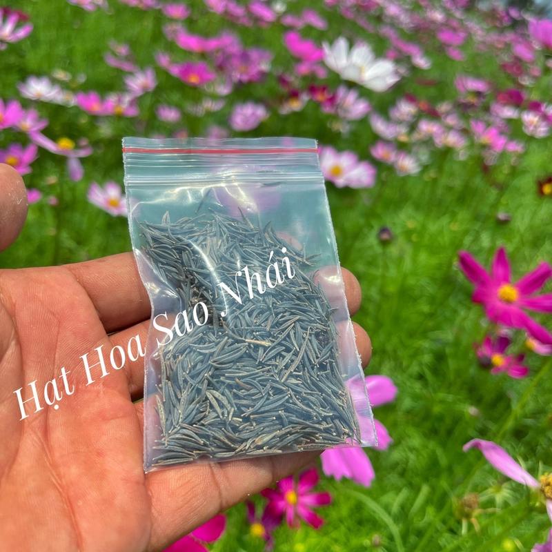 Hạt Giống Hoa Sao Nhái - BAZANA FARM