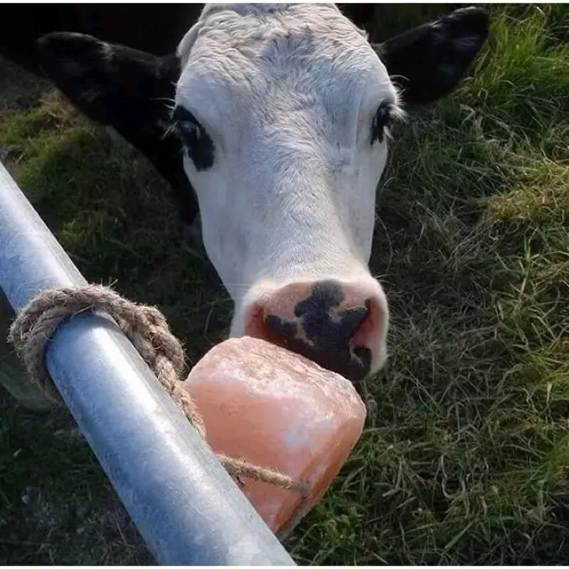 1 viên đá muối hồng Hymalaya chính hãng cho gia súc 5