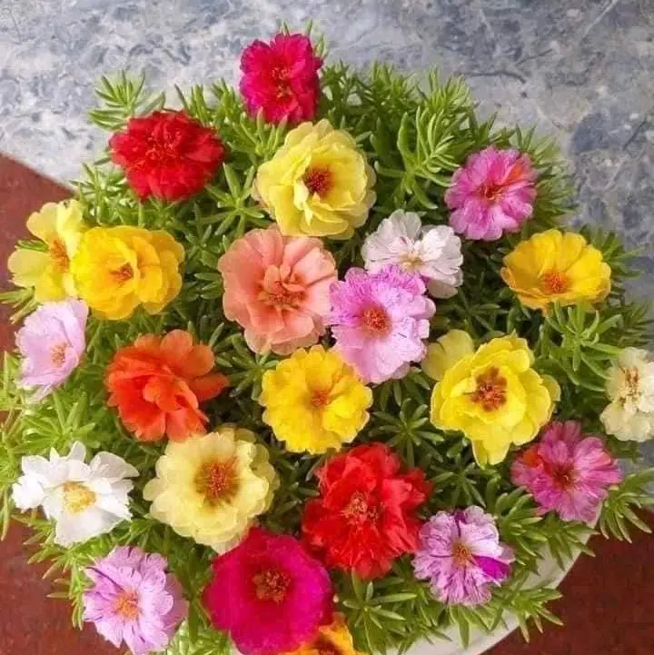Hạt giống hoa mười giờ kép mỹ