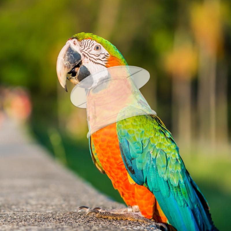 Bird Supplies Parrot Necklace Collars for Birds Recovery Cone Choker Sleeve Accessories 5