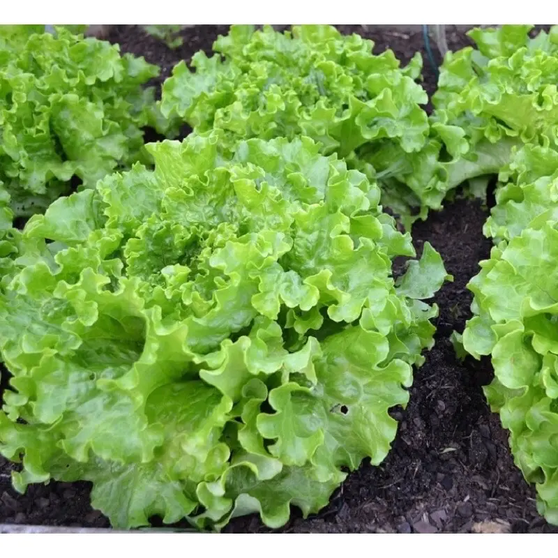 Hạt Giống Rau Cải Xà Lách Xoăn RD 708 (Gói 5gram) Chịu mưa tốt, dễ chăm sóc, cây to 5