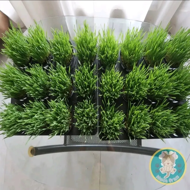 PAKET COMBO - Rumput Kucing Siap Konsumsi - Wheatgrass - Rumput Gandum 3