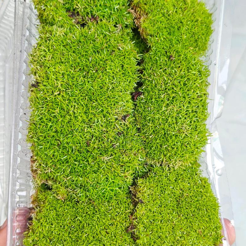Rêu Cỏ Xanh Đẹp Terrarium - Đảm Bảo Rêu Đẹp Cho Tiểu Cảnh - TikTok Shop ...