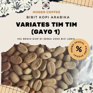 Benih BIbit kopi arabika variates Timtim 1 kg 200 biji lebih siap semai