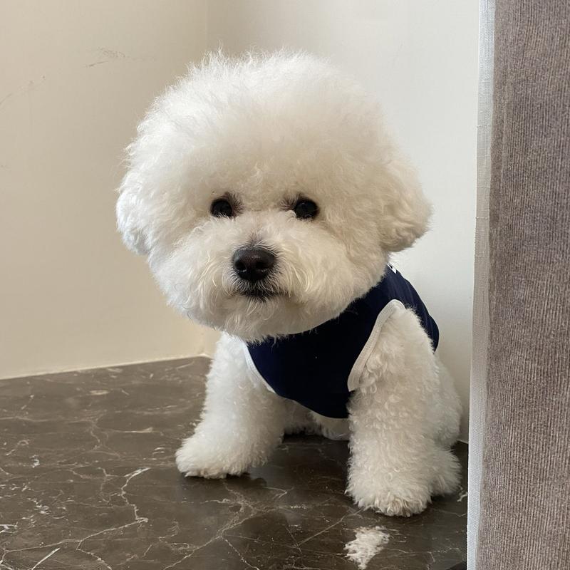 Product Introduction of Spring and Summer Puppy Dog Pet Clothes Cat Vest Pomeranian/Bichon Frise Teddy Schnauzer Handsome Thin Small Dog 6
