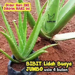 Tanaman Lidah Buaya Pelepah Usia 4 Bulan Alami
