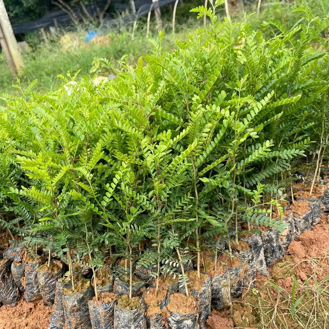 cây giống bồ kết siêu quả