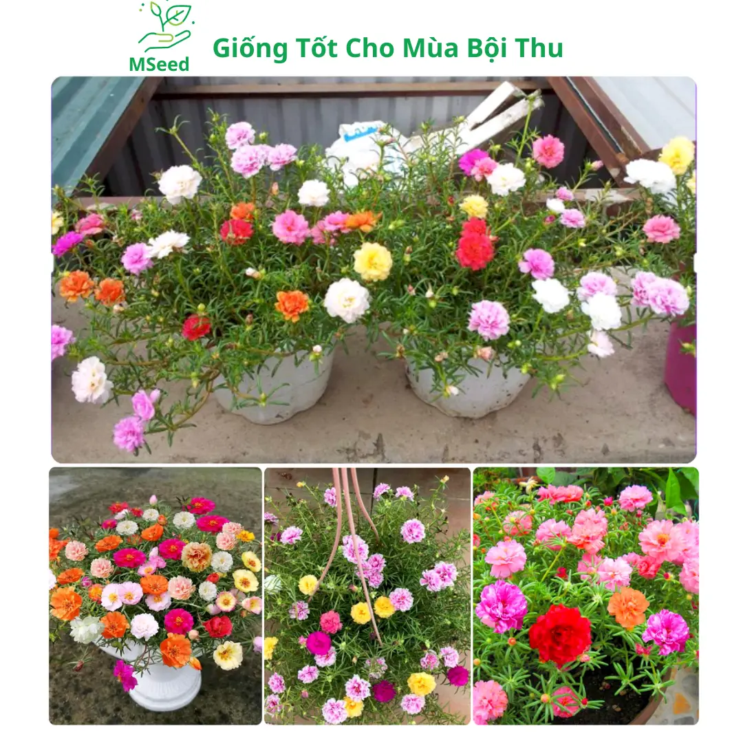 Hạt giống Hoa Mười Giờ kép nhiều màu dễ trồng siêu hoa - MSeed