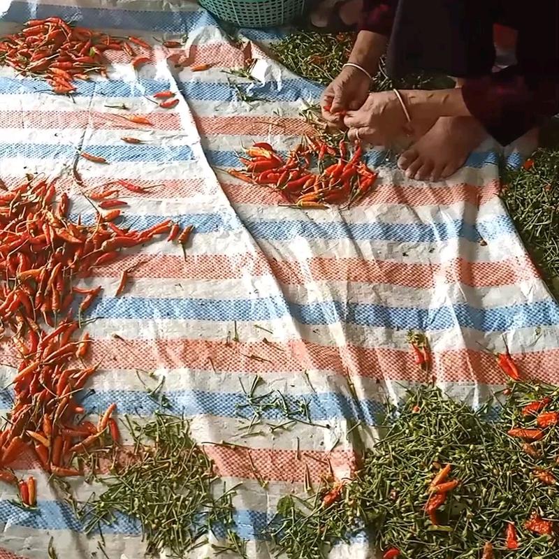 4 chai Tương ớt đặc sản Mường Khương 4